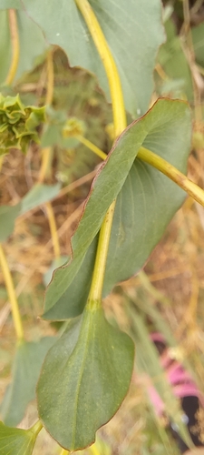 Bupleurum rotundifolium, photograph 5