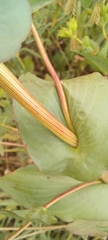 Bupleurum rotundifolium, photograph (c) Гущина Ангелина Викторовна, some rights reserved (CC BY)