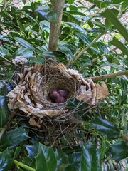 Cardinalis cardinalis