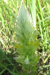 Melampyrum argyrocomum