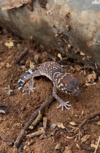 Thick-tailed Barking Gecko