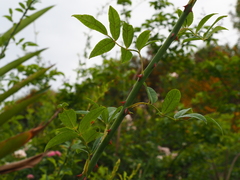 Rosa kwangtungensis