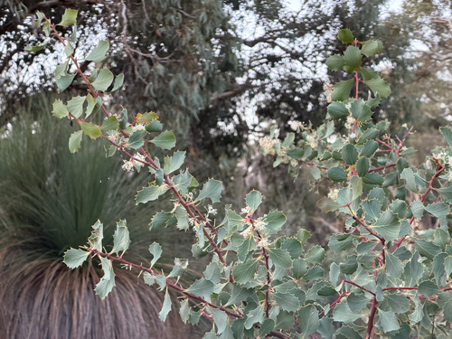 Hakea cristata, photograph 1