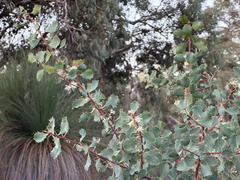 (c) smathichong, some rights reserved (CC BY) Hakea cristata, photograph (c) smathichong, some rights reserved (CC BY)