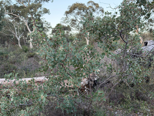 Hakea cristata, photograph 2