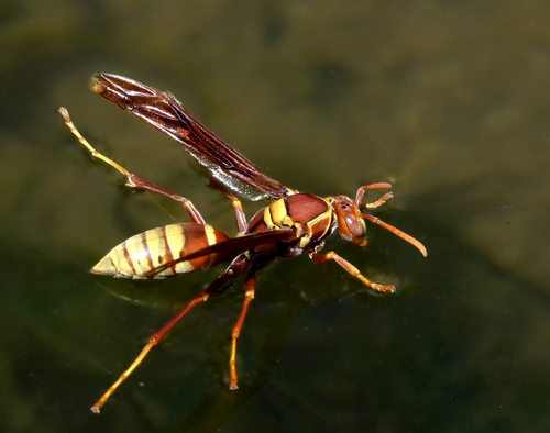 Palm Paper Wasp