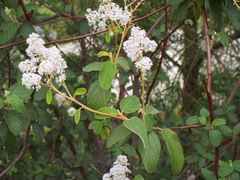 Ceanothus caeruleus