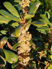 Myrsine gilliana, photograph Amy Riordan, CC BY, iNaturalist via GBIF