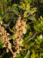 Myrsine gilliana, photograph Amy Riordan, CC BY, iNaturalist via GBIF