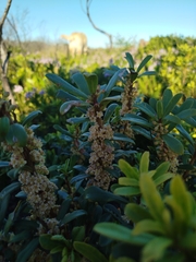 Myrsine gilliana, photograph Amy Riordan, CC BY, iNaturalist via GBIF