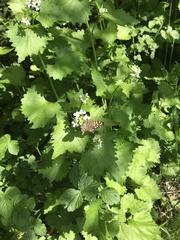 Pararge aegeria