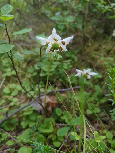 One-flowered Wintergreen