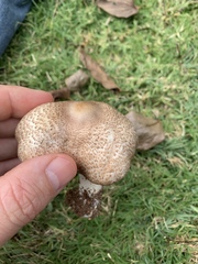 Agaricus subrufescens