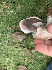 Agaricus subrufescens