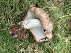 Agaricus subrufescens