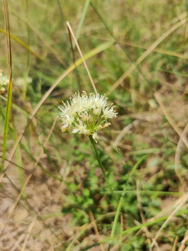 Allium flavescens
