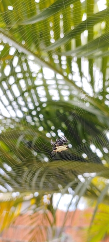 Spinybacked Orbweaver