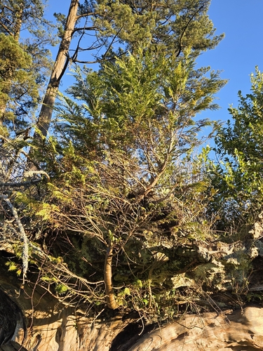 Chamaecyparis lawsoniana, photograph 5