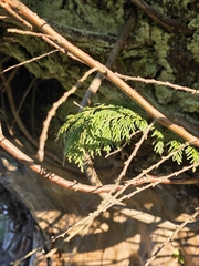 Chamaecyparis lawsoniana, photograph author not stated, no rights reserved