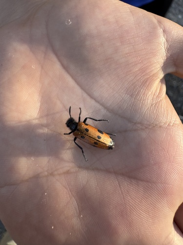 Four-spotted Blisterbeetle