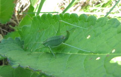 Poecilimon intermedius