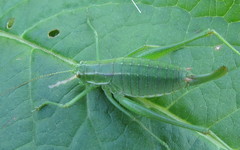 Poecilimon intermedius