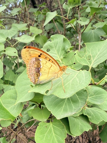 Pallas's Fritillary