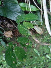 Begonia declinata, photograph Diogo Luiz, CC BY, iNaturalist via GBIF