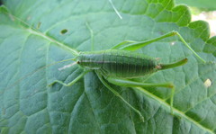 Poecilimon intermedius