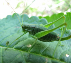 Poecilimon intermedius