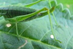 Poecilimon intermedius