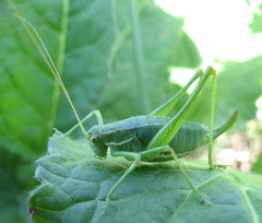 Poecilimon intermedius