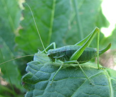 Poecilimon intermedius