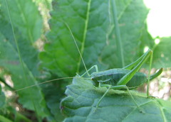 Poecilimon intermedius