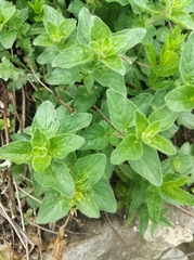 Origanum