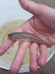Neogobius fluviatilis