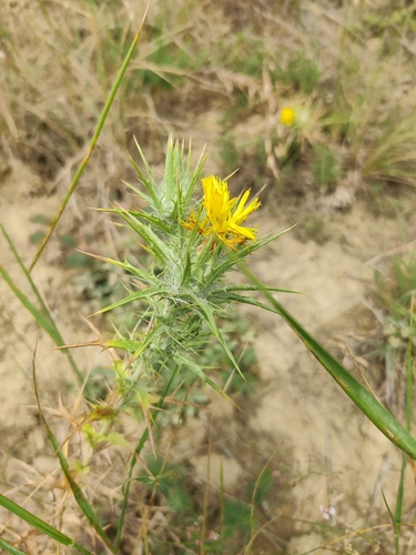 woolly distaff thistle