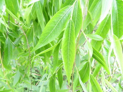 Salix babylonica