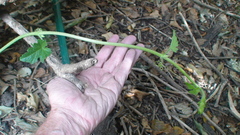 Cyclanthera dissecta