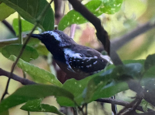 Northern White-fringed Antwren (Formicivora intermedia), photo 1