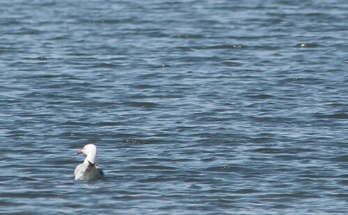 Slender-billed Gull