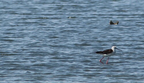 Black-winged Stilt