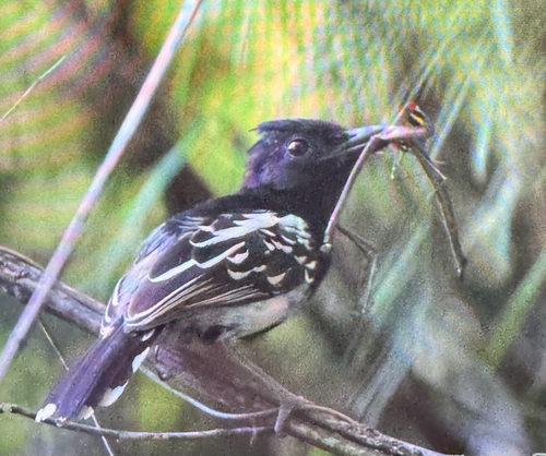 Black-backed Antshrike (Thamnophilus melanonotus)