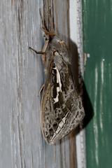Abantiades argentata