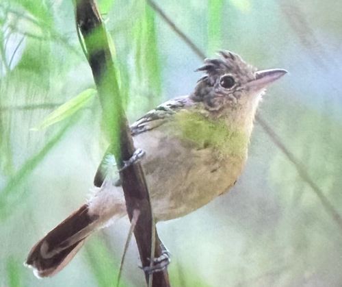 Black-backed Antshrike (Thamnophilus melanonotus), photo 2