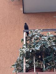Turdus merula