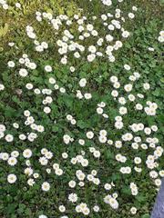 Bellis perennis