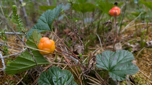 cloudberry