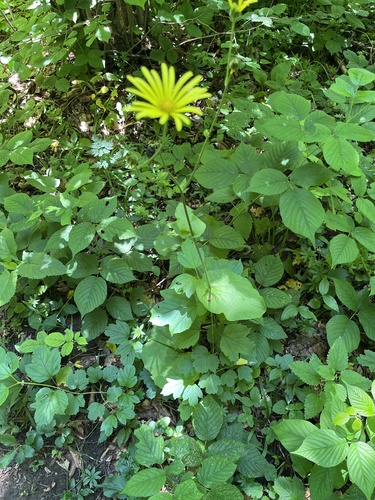 Doronicum macrophyllum