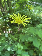 (c) Наталья Пикалова, some rights reserved (CC BY) Doronicum macrophyllum, photograph (c) Наталья Пикалова, some rights reserved (CC BY)